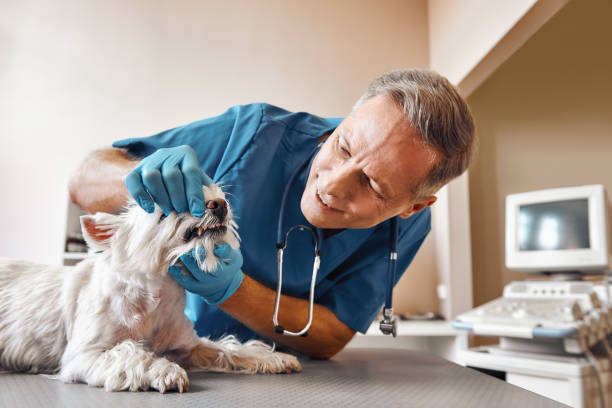 Best Emergency Tooth Extraction in Bothell, WA